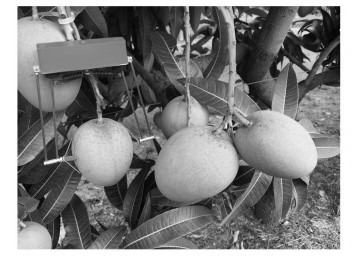 Fruit Dendrometer
